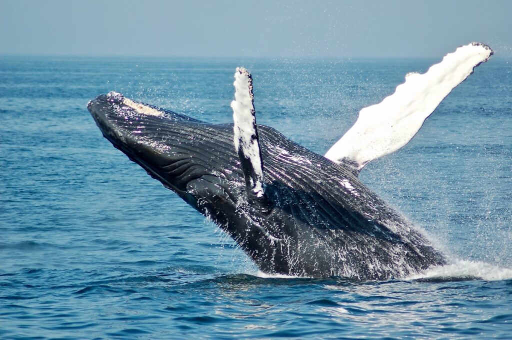 Humpback Whale Sets Record for Longest Migration Ever Documented